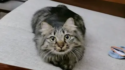 盗墓：驯大黑耗子日记